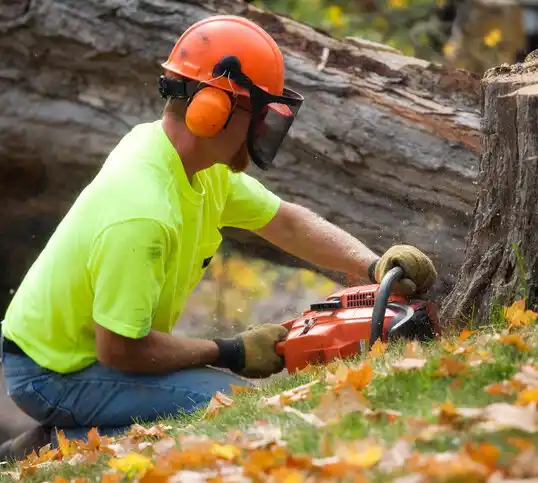 tree services Haynesville